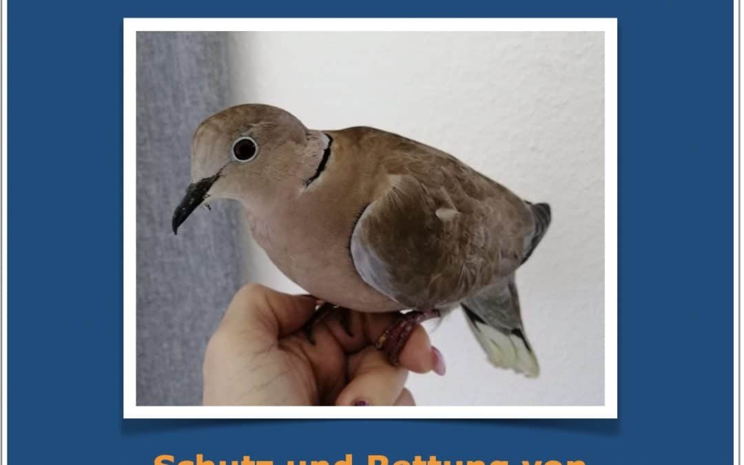 Save The Birds – Dauerprojekt